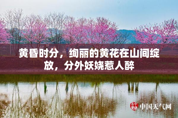 黄昏时分，绚丽的黄花在山间绽放，分外妖娆惹人醉