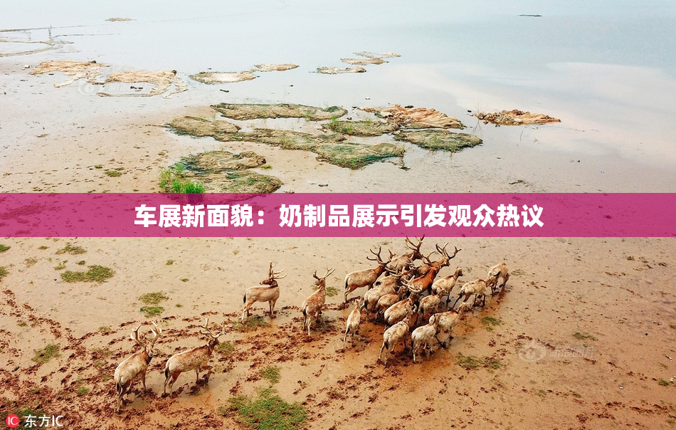 车展新面貌：奶制品展示引发观众热议