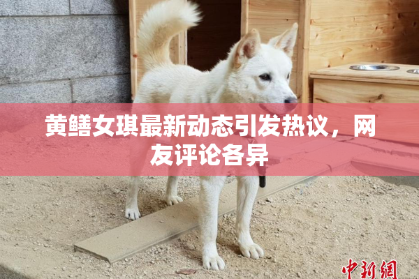 黄鳝女琪最新动态引发热议，网友评论各异