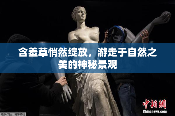 含羞草悄然绽放，游走于自然之美的神秘景观