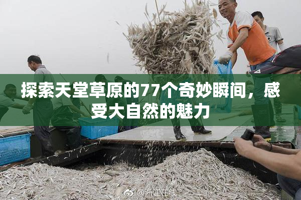 探索天堂草原的77个奇妙瞬间，感受大自然的魅力