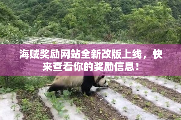 海贼奖励网站全新改版上线，快来查看你的奖励信息！
