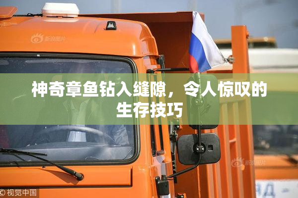 神奇章鱼钻入缝隙，令人惊叹的生存技巧