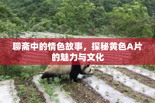 聊斋中的情色故事，探秘黄色A片的魅力与文化