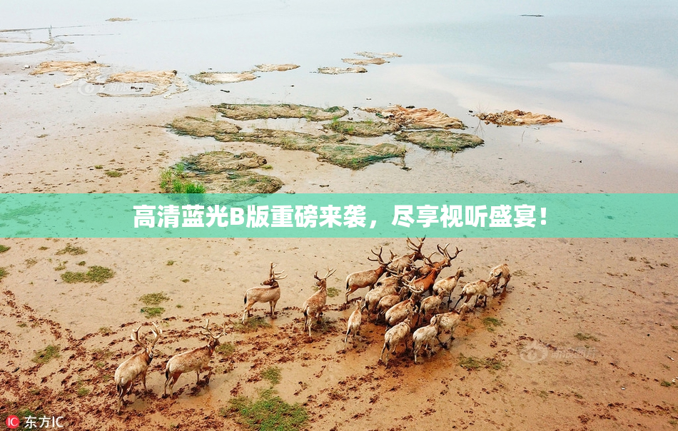 高清蓝光B版重磅来袭，尽享视听盛宴！