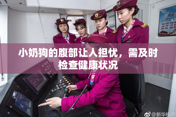 小奶狗的腹部让人担忧，需及时检查健康状况