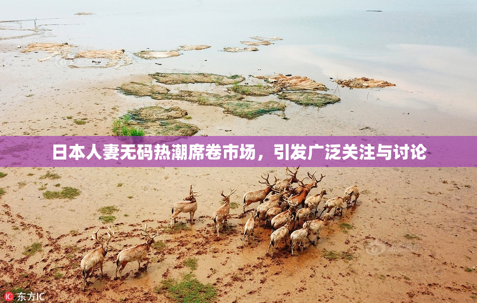 日本人妻无码热潮席卷市场，引发广泛关注与讨论