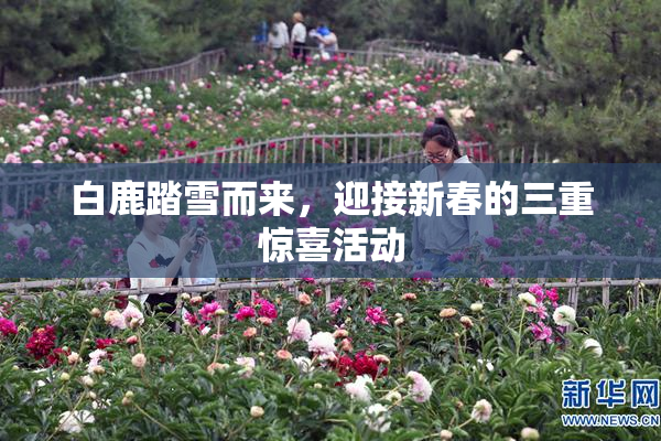 白鹿踏雪而来，迎接新春的三重惊喜活动