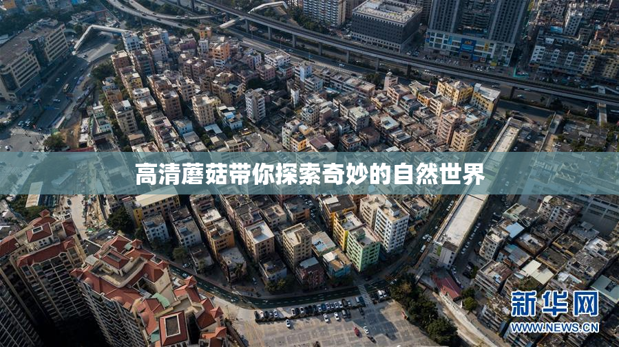 高清蘑菇带你探索奇妙的自然世界