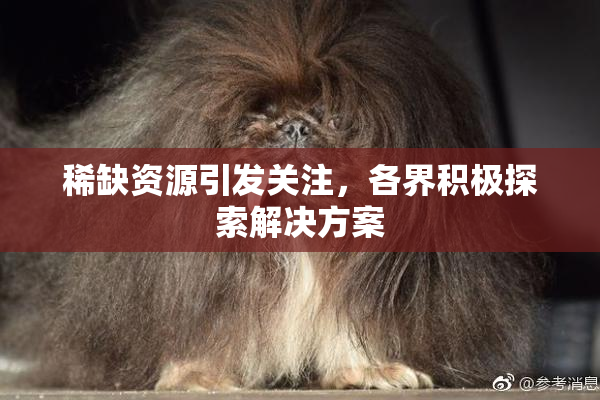 稀缺资源引发关注，各界积极探索解决方案