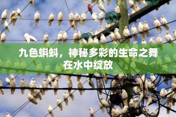 九色蝌蚪，神秘多彩的生命之舞在水中绽放