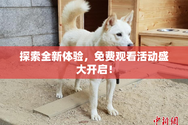 探索全新体验，免费观看活动盛大开启！