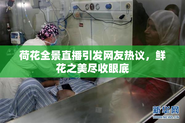 荷花全景直播引发网友热议，鲜花之美尽收眼底