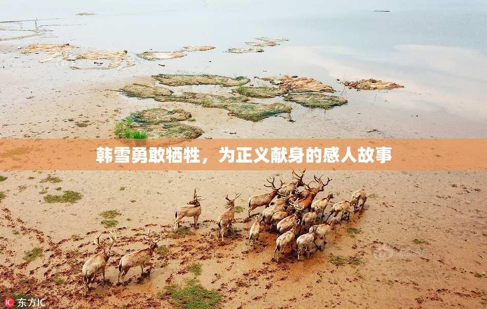 韩雪勇敢牺牲，为正义献身的感人故事