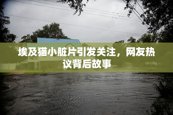 埃及猫小脏片引发关注，网友热议背后故事