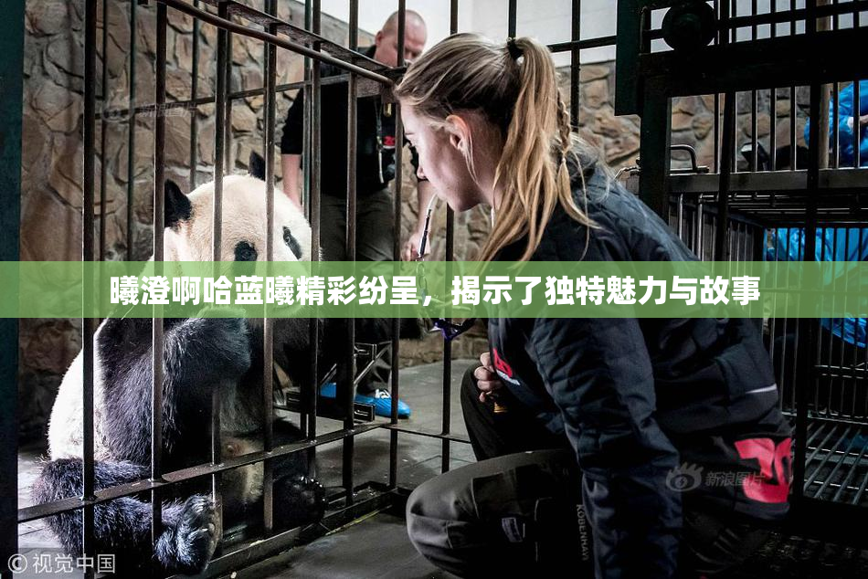 曦澄啊哈蓝曦精彩纷呈，揭示了独特魅力与故事