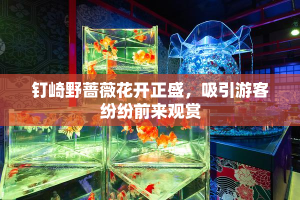钉崎野蔷薇花开正盛，吸引游客纷纷前来观赏