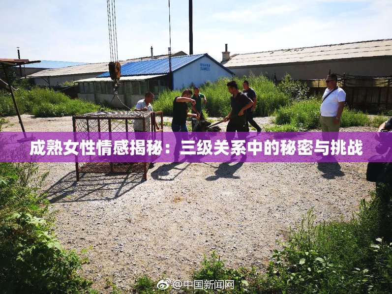 成熟女性情感揭秘：三级关系中的秘密与挑战
