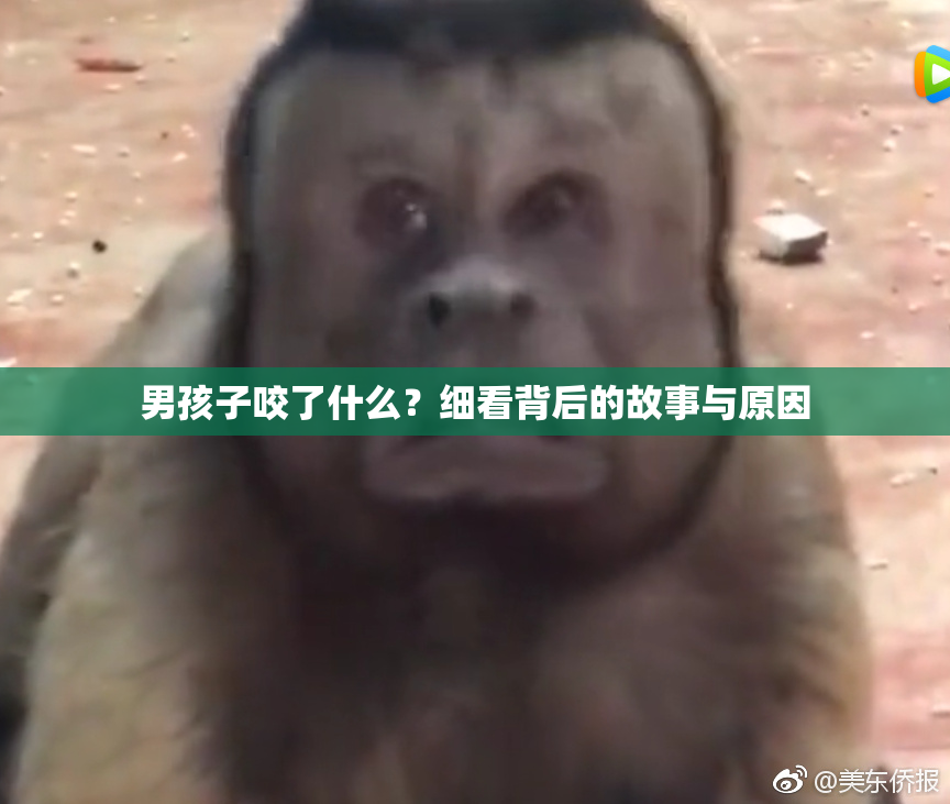 男孩子咬了什么？细看背后的故事与原因