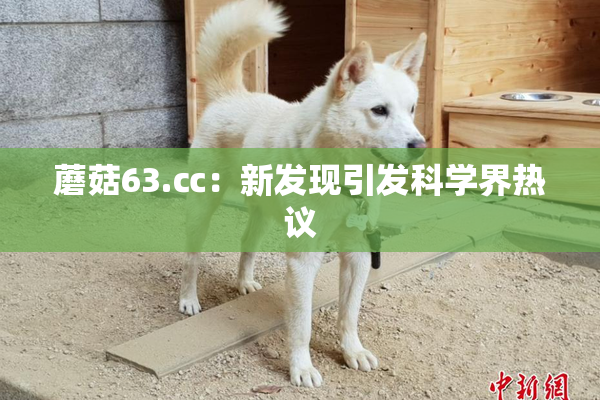 蘑菇63.㏄：新发现引发科学界热议