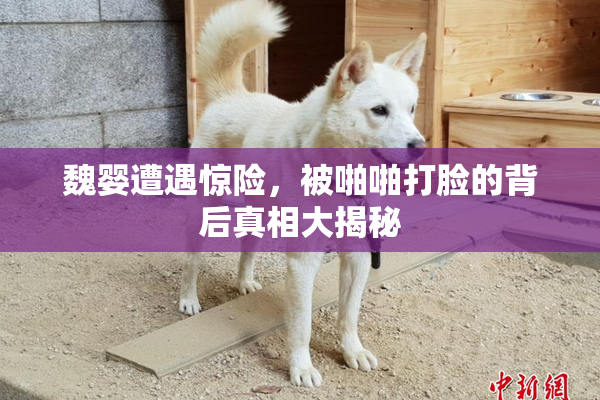 魏婴遭遇惊险，被啪啪打脸的背后真相大揭秘