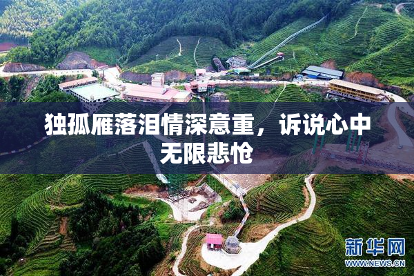 独孤雁落泪情深意重，诉说心中无限悲怆