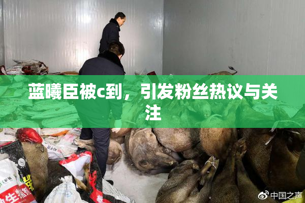 蓝曦臣被c到，引发粉丝热议与关注