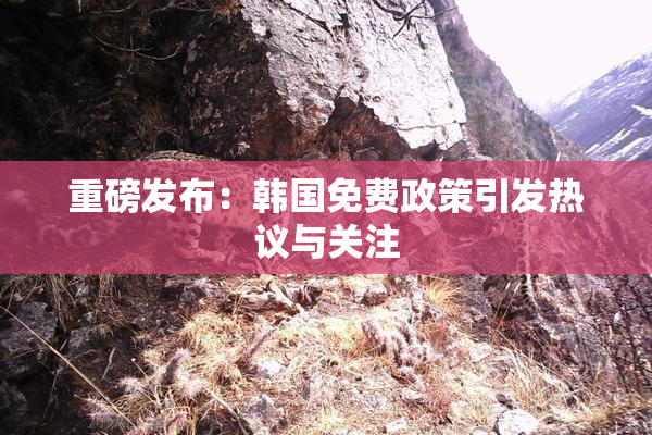 重磅发布：韩国免费政策引发热议与关注
