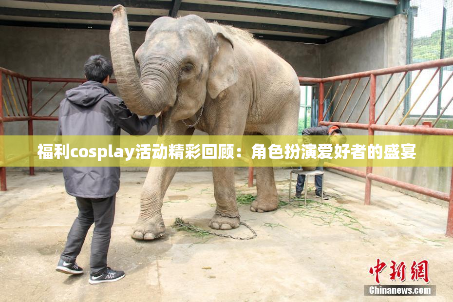 福利cosplay活动精彩回顾：角色扮演爱好者的盛宴