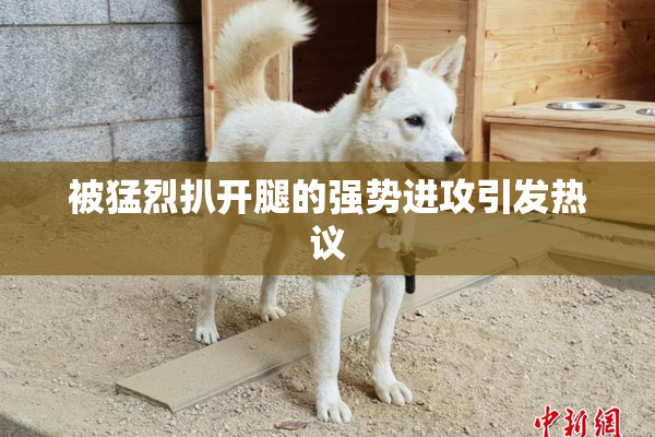 被猛烈扒开腿的强势进攻引发热议