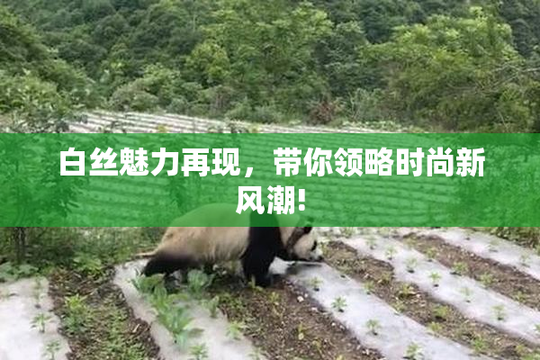 白丝魅力再现，带你领略时尚新风潮!