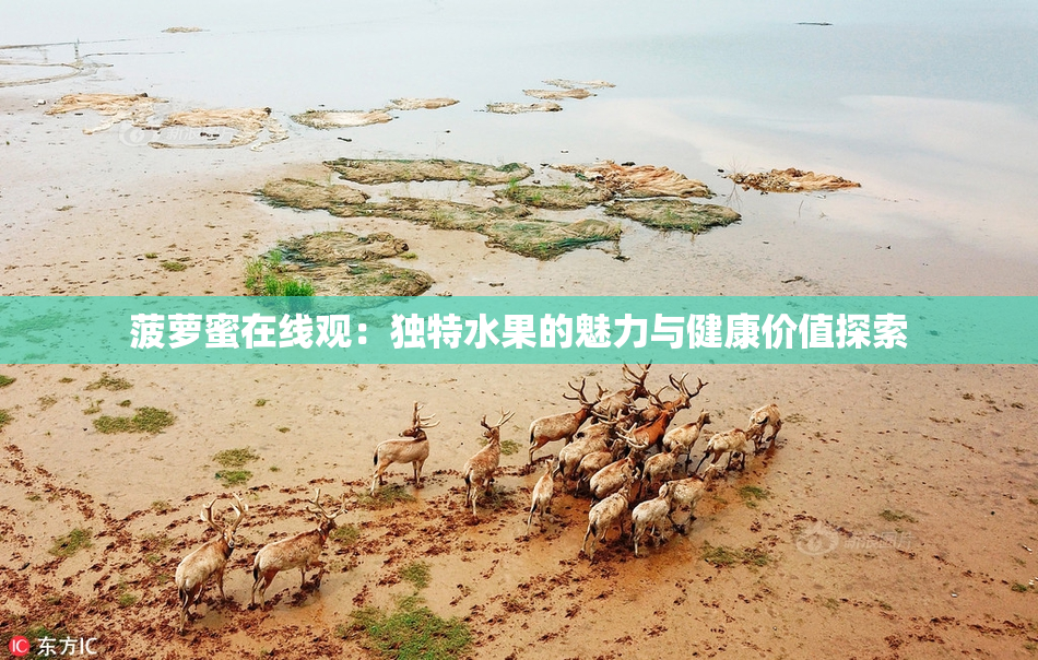菠萝蜜在线观：独特水果的魅力与健康价值探索