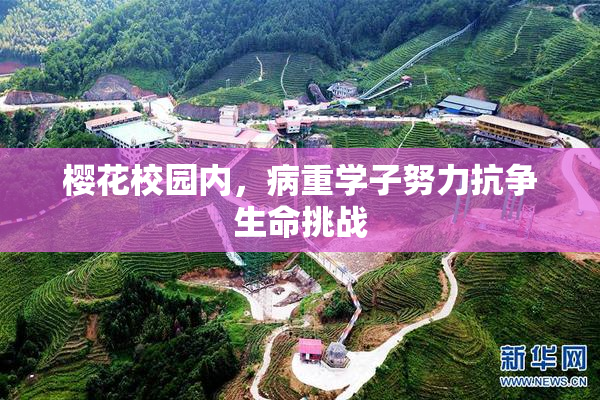 樱花校园内，病重学子努力抗争生命挑战