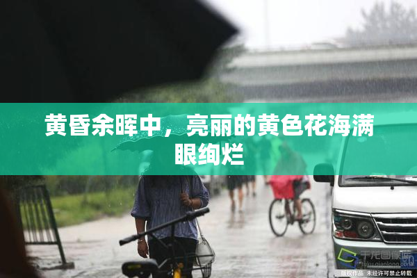 黄昏余晖中，亮丽的黄色花海满眼绚烂