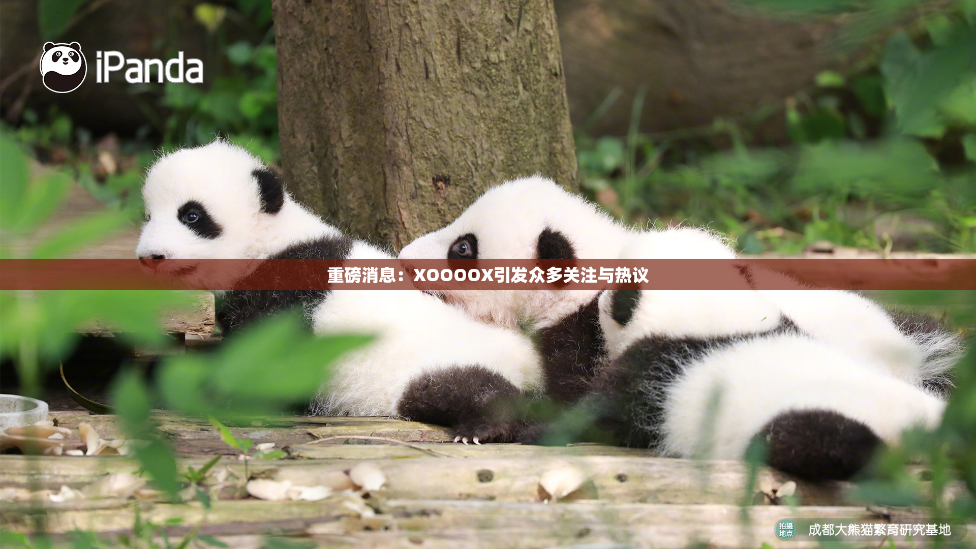 重磅消息：XOOOOX引发众多关注与热议