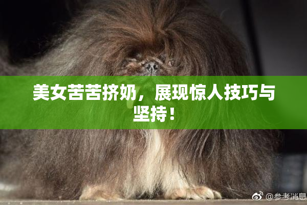美女苦苦挤奶，展现惊人技巧与坚持！