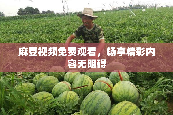 麻豆视频免费观看，畅享精彩内容无阻碍