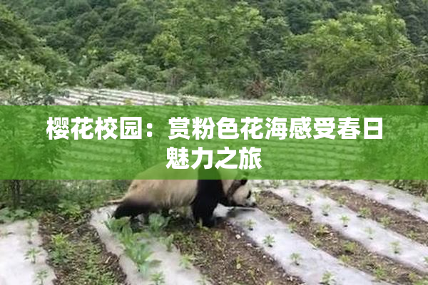 樱花校园：赏粉色花海感受春日魅力之旅