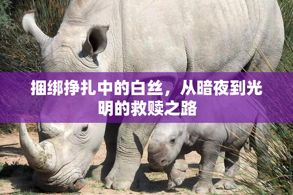 捆绑挣扎中的白丝，从暗夜到光明的救赎之路