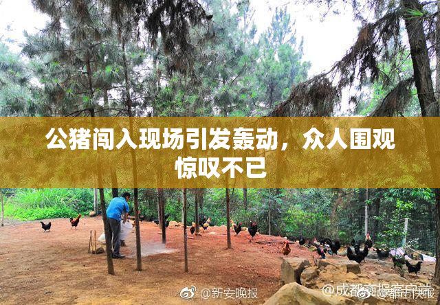 公猪闯入现场引发轰动，众人围观惊叹不已