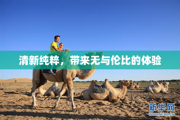 清新纯粹，带来无与伦比的体验