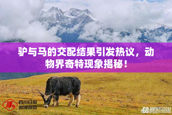 驴与马的交配结果引发热议，动物界奇特现象揭秘！