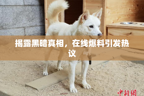揭露黑暗真相，在线爆料引发热议