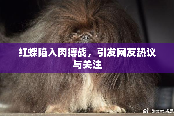 红蝶陷入肉搏战，引发网友热议与关注