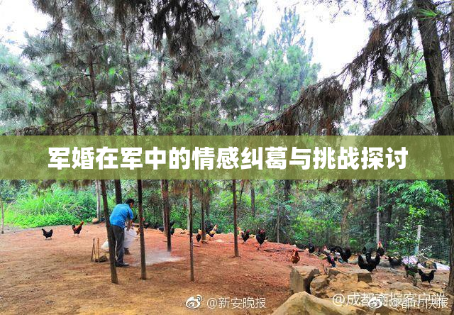 军婚在军中的情感纠葛与挑战探讨