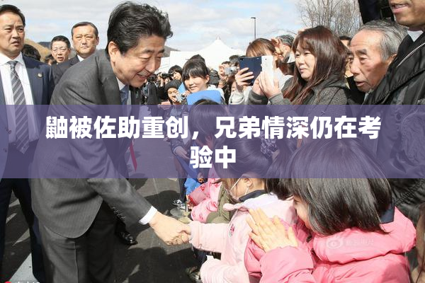 鼬被佐助重创，兄弟情深仍在考验中