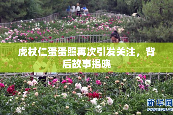 虎杖仁蛋蛋照再次引发关注，背后故事揭晓