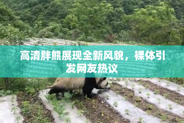 高清胖熊展现全新风貌，裸体引发网友热议