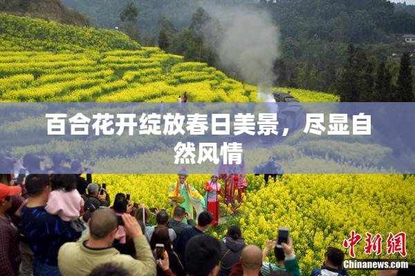 百合花开绽放春日美景，尽显自然风情