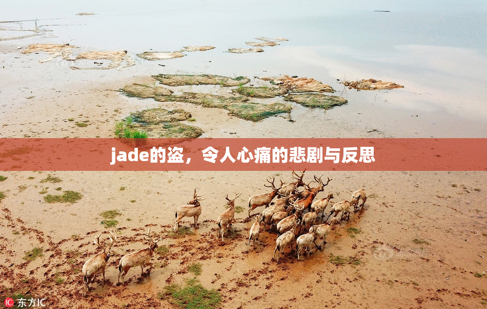 jade的盗，令人心痛的悲剧与反思